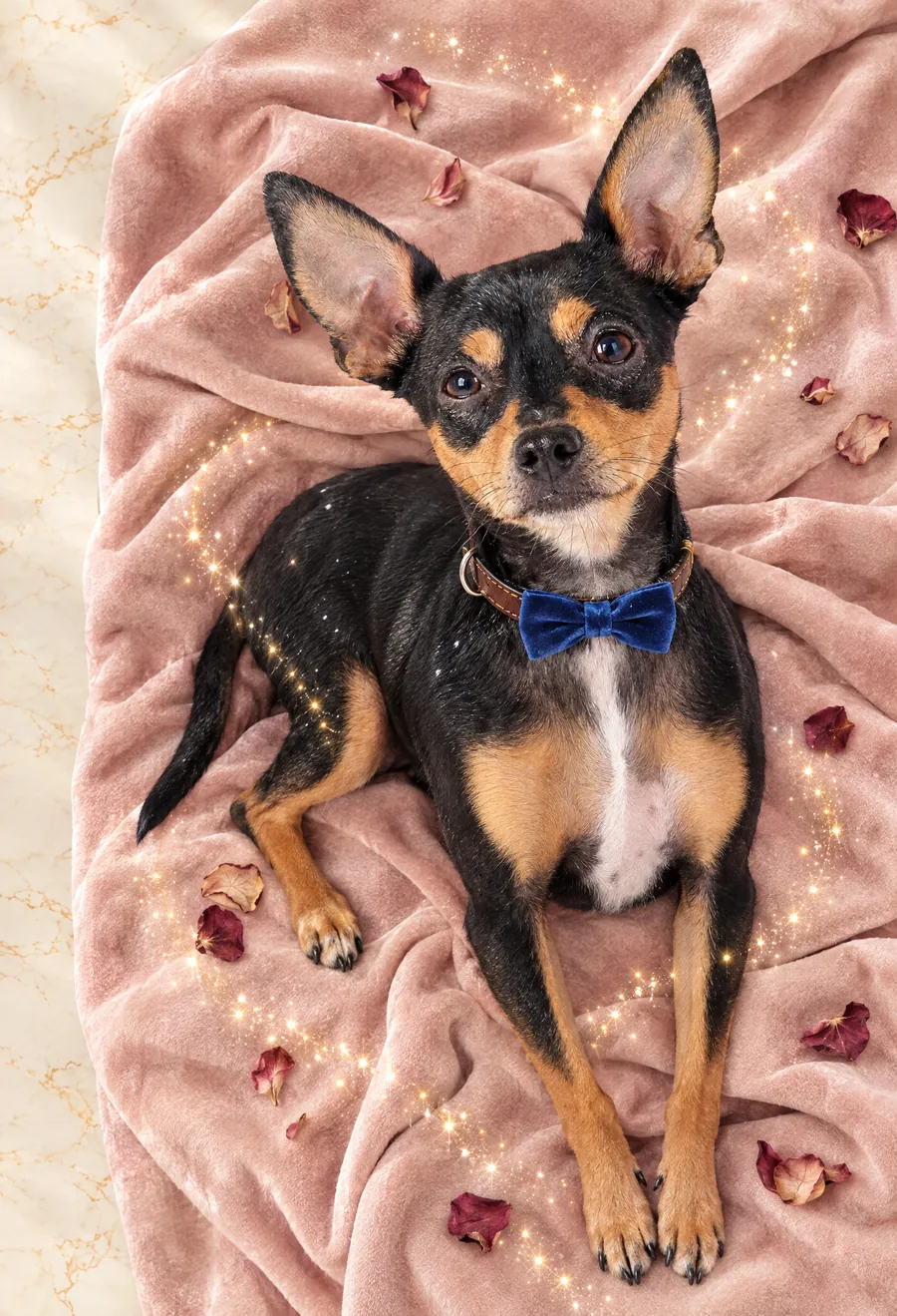 Pablo, ein schwarz-brauner Zwergpinscher mit blauer Samtfliege auf einer rosa Decke